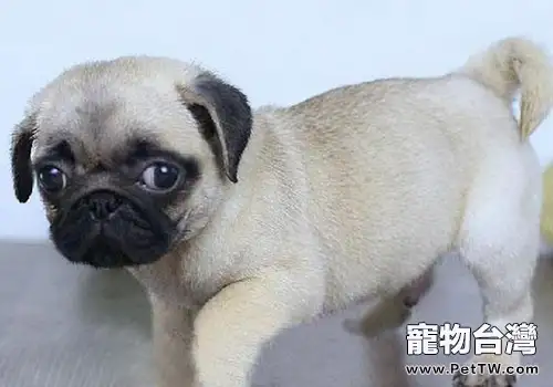 狗狗是如何表達喜怒哀樂的(1圖)-寵物台灣