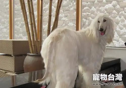 為什麼不要給狗狗吃剩飯剩菜