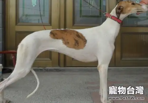 靈緹犬的奔跑速度快嗎