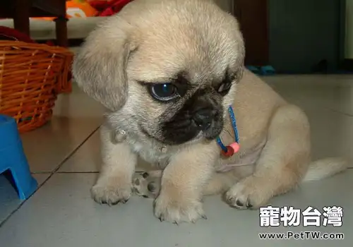 巴哥犬適合初養狗狗的人嗎(1圖)-寵物台灣