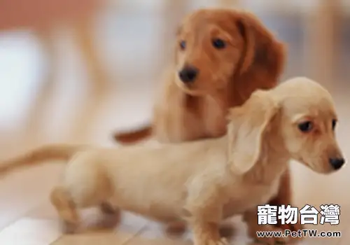 臘腸犬容易生哪些病(1圖)-寵物台灣
