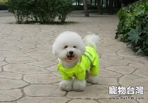 比熊 犬(卷毛比雄犬)體臭的解決方法(1圖)-寵物台灣