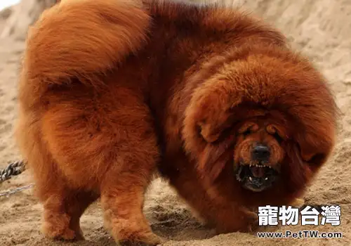 養藏獒該做些什麼
