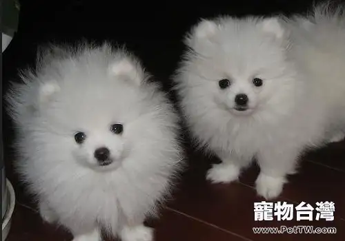 博美 犬(松鼠狗)該如何餵養(1圖)-寵物台灣