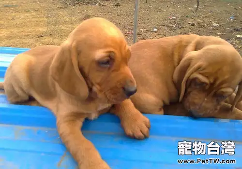 狗狗為什麼喜歡把食物藏起來