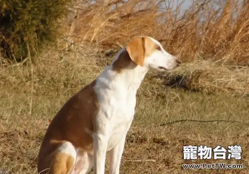 養狗必需品有哪些