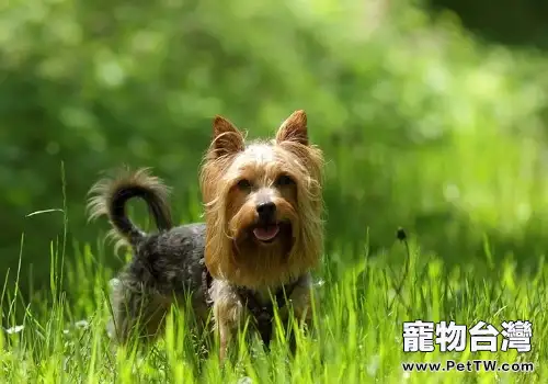 狗狗青春期該如何管理