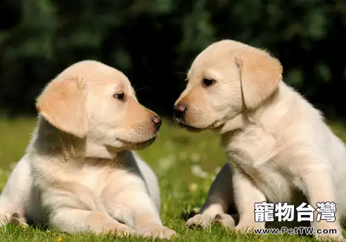 如何防止小狗之間打架 如何防止小狗之間打架