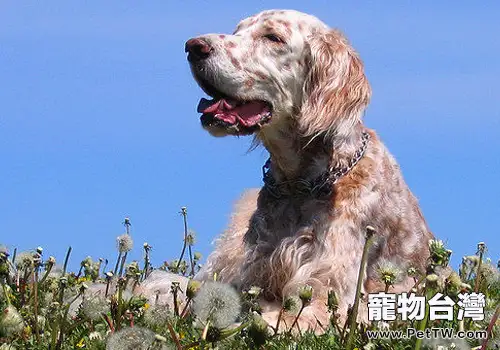 如何制止狗狗隨意舔人（1圖）-寵物台灣