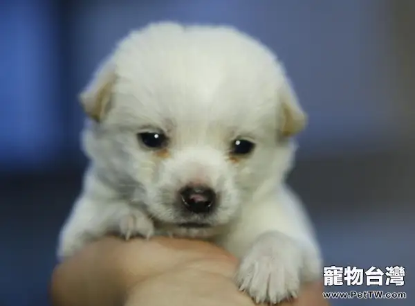 如何為幼犬打疫苗(1圖)-寵物台灣
