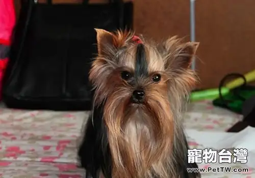 狗狗死後該怎麼辦