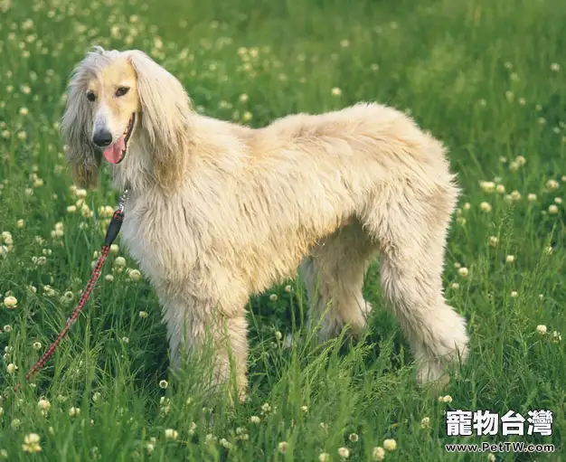 如何訓練狗狗坐下(1圖)-寵物台灣