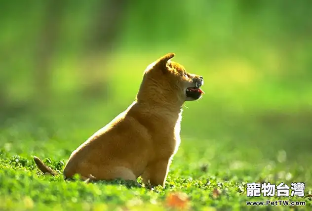 不要給狗狗吃剩飯