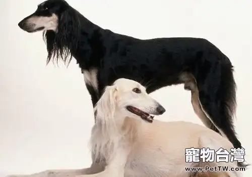 狗狗特殊情況需要特殊餵養（1圖）-寵物台灣