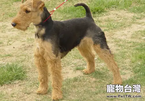 哪些問題應立即送狗狗去醫院（1圖）-寵物台灣