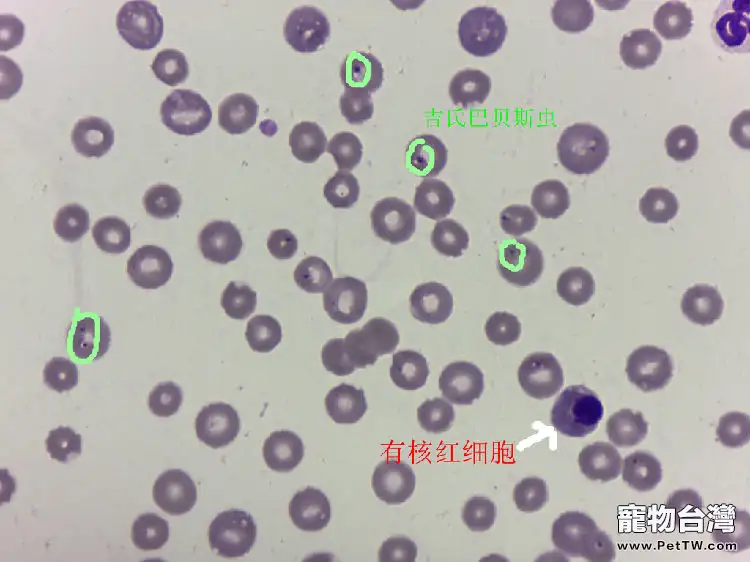 一例犬吉氏巴貝氏蟲病例分析