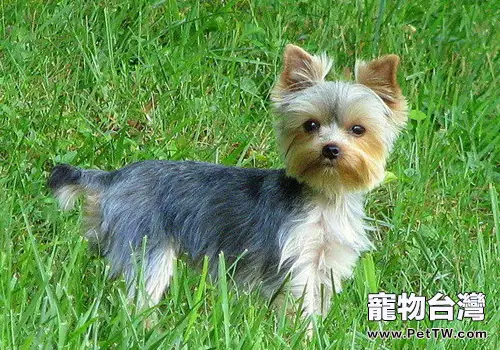 如何解決約克夏便便粘在毛上的問題