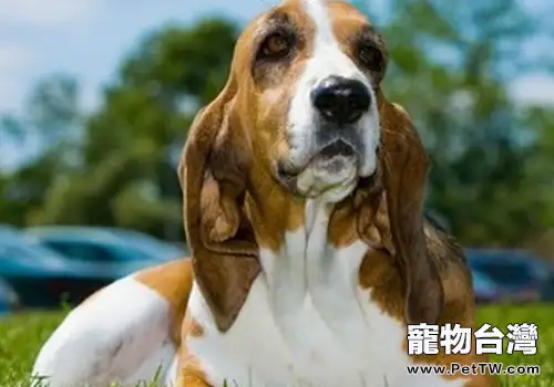 引起狗狗呼吸急促的原因(1圖)-寵物台灣