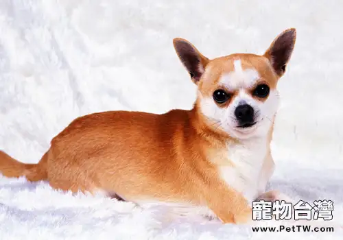 飼養吉娃娃要注意什麼