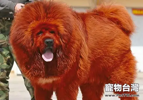 如何給藏獒餵藥(1圖)-寵物台灣