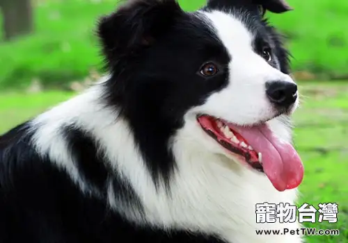 狗狗去醫院前該準備什麼