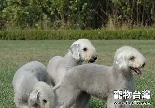 如何判斷狗狗是否缺鈣(共2張圖片)-寵物台灣