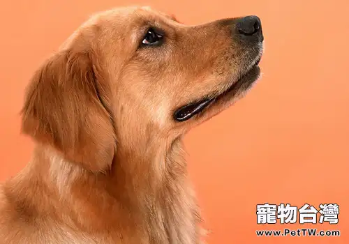 黃金獵犬是否好養(1圖)-寵物台灣