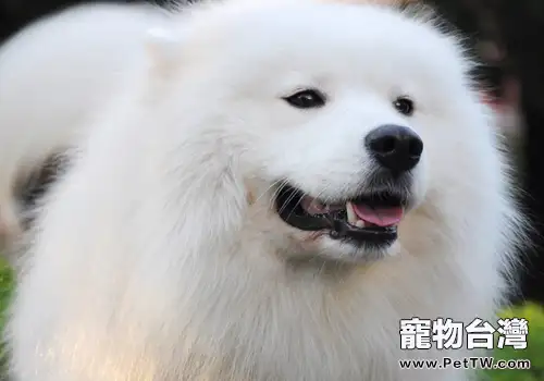 犬冠狀病毒的病因及症狀