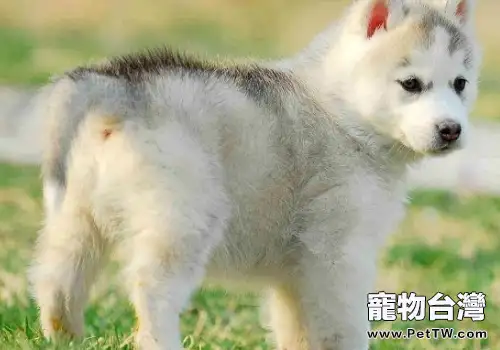 狗狗眼屎問題不容忽視（1圖）-寵物台灣