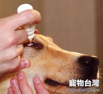 狗或貓眼疾時如何給眼部上藥