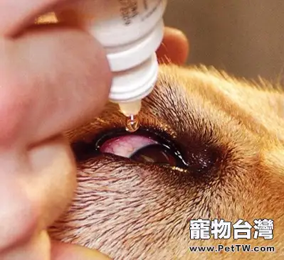 狗或貓眼疾時如何給眼部上藥