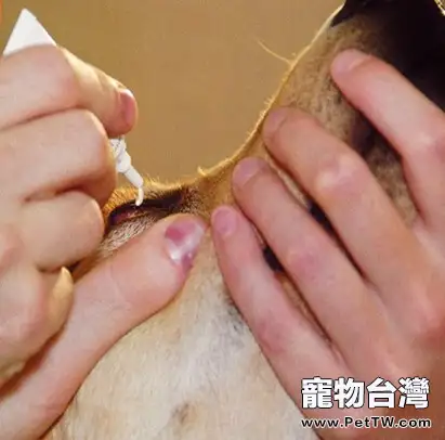 狗或貓眼疾時如何給眼部上藥(共4張圖片)-寵物台灣