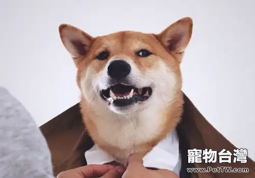 4歲柴犬月入九萬,秒殺眾屌絲!(1圖)-寵物台灣