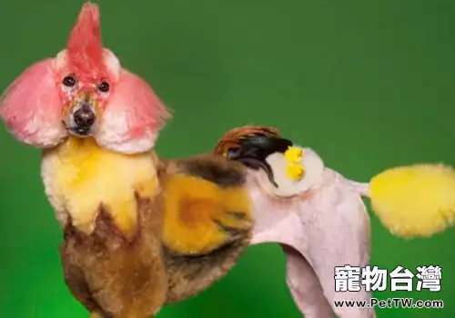 貴賓犬的常見皮膚病及多淚症(1圖)-寵物台灣