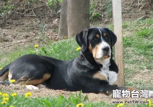 正確地為狗狗餵食雞蛋