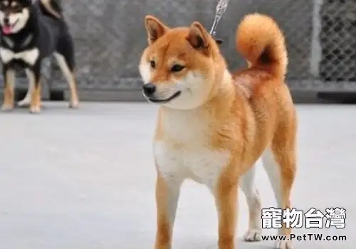 如何養出一條健康的柴犬(共2張圖片)-寵物台灣