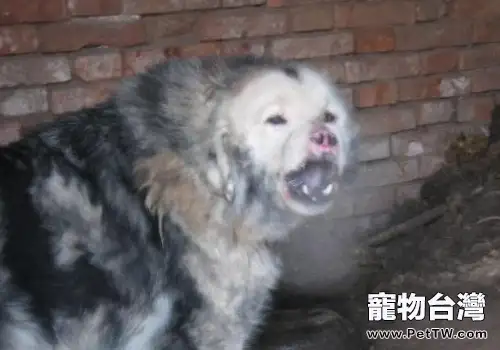 獒犬中的異類——鬼獒