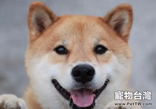 柴犬厭食該怎麼辦