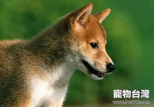 一條好柴犬的標準是什麼