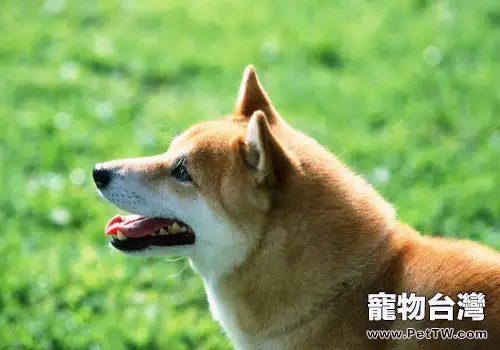 柴犬適合看家嗎