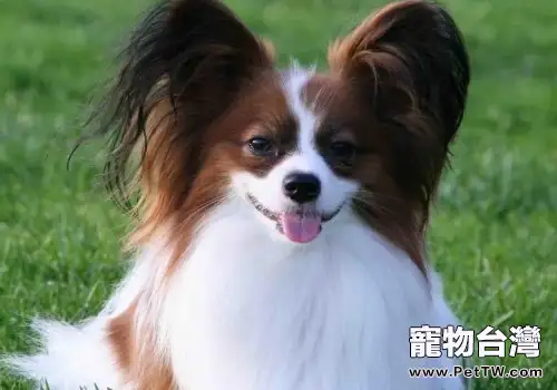 蝴蝶犬美容的標準