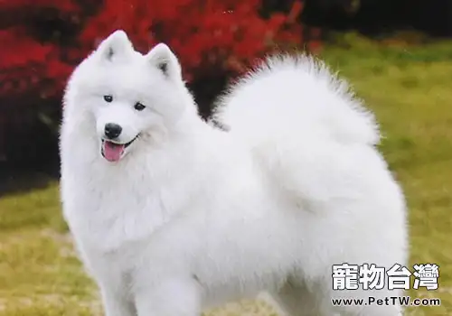 薩摩耶的智商高嗎