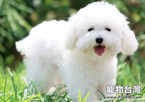 比熊 犬（卷毛比雄犬）的餵食誤區