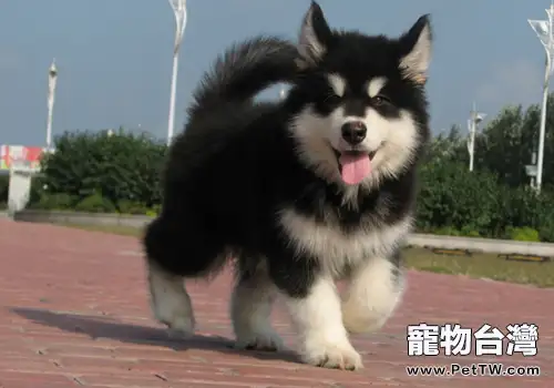 餵狗狗喝奶的原則