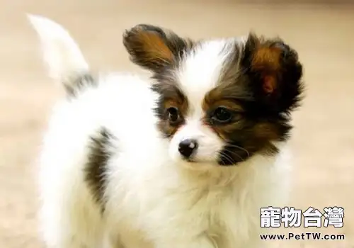 怎麼餵養蝴蝶犬