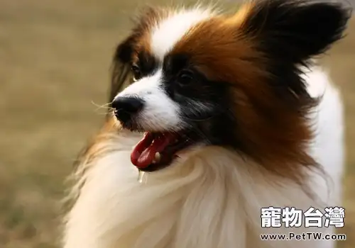 蝴蝶犬的壽命是多久(1圖)-寵物台灣