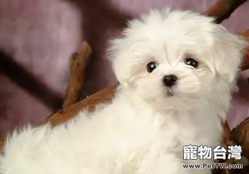 比熊 犬(卷毛比雄犬)有淚痕的原因(1圖)-寵物台灣