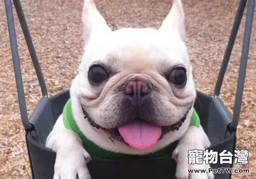 狗狗可以吃蔬菜嗎