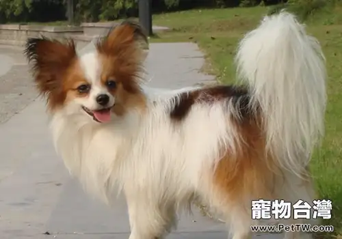 蝴蝶犬要怎麼餵養