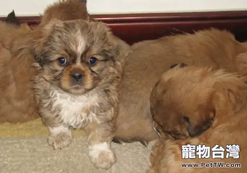 哪裡能買到西藏獵犬